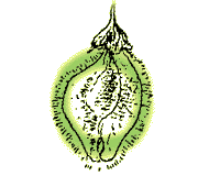 Fruit oval to circular