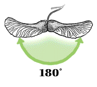 Wings widely separated, about 180° apart