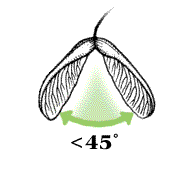 Wings close, 45° or less apart