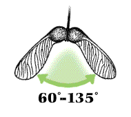 Wings intermediate, about 60° to 135° apart