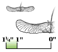 Each winged seed 1" to 1 1/4" long
