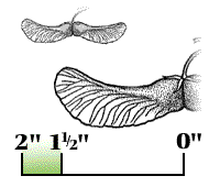 Each winged seed 1 ½" to 2" long