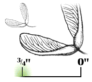 Winged seed about 3/4" long