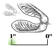 Winged seed about 1" long