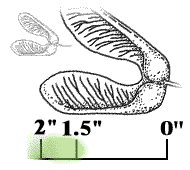 Winged seed about 1 1/2" to 2" long