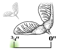 Winged seed small, about 3/4" long