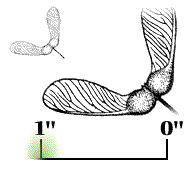 Winged seed 1" or longer