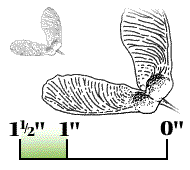 Winged seed about 1" to 1 1/2" long