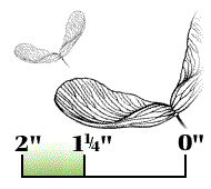 Winged seed mostly 1 1/4" to 2" long