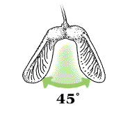 Winged seeds form roughly a 45° angle