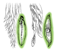 Fruit actually winged