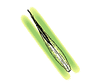 Fruit long, very narrow, about 1/8" wide, strongly tapered