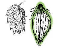 Fruit a small nut enclosed in base of a papery, bladder-like sac