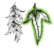 Fruit a small nut carried exposed at base of a 3-lobed wing-like structure