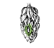 Fruit cone-shaped, with a knobby surface, made of small, semi-fleshy units that are packed tightly together, 2" to 4" long