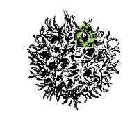 Seeds in capsules that are packed together in burlike ball, about 1.5" in diameter