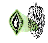 Each surface unit elongate