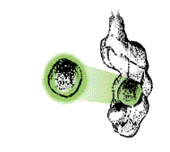 Each surface unit rounded