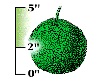 Fruit green, 2" to 5" in diameter, somewhat resembling an orange