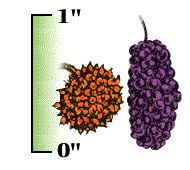 Fruit other than green, less than 1" in diameter