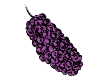 Fruit dark purple, juicy