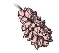 Fruit white to reddish, relatively dry