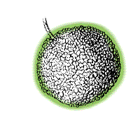 Fruit round and green, 2" to 5" in diameter, made of many small units that are packed tightly together