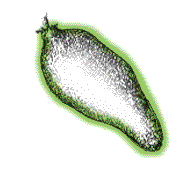 Fruit oblong, large, fleshy and green, looking somewhat like a banana