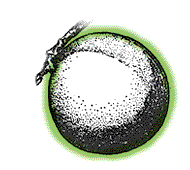 Fruit rounder or only slightly oblong, may be clustered but not packed tightly together; various sizes, but not at all like a banana