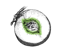 Fruit with large, solid pit