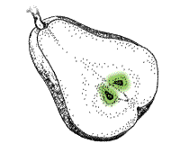 Fruit with several seeds