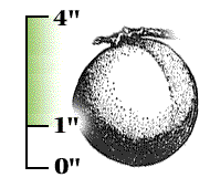 Each fruit mostly more than 1" in length or diameter