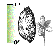 Each fruit less than 1" in length or diameter