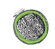 Fruit with thin, rather tough flesh, greenish or brown, not edible