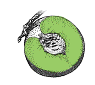 Fruit with thick flesh, pink, red or blue, edible