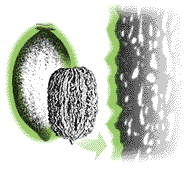 Fruit oblong, ridges of pit (nut) sharp