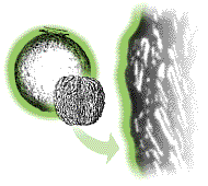 Fruit round, ridges of pit rounded