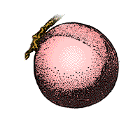 Fruit pinkish at maturity