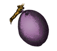 Fruit bluish or reddish at maturity