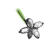 Fruit single or in clusters, without modified leaf as above, mostly red, blue or black