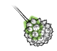 Fruits red, 1/2" to 1" in diameter, somewhat resemble raspberries