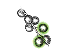 Fruits not resembling raspberries