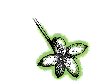 Two or more fruit clustered at end of single stalk