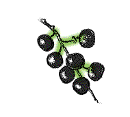 Fruit clustered or not, but not at end of single stalk