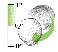 Fruit with seeds which are 1/2" or more in length