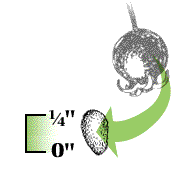 Fruit with smaller seeds, 1/4" or less in length