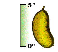Fruit oblong, as much as 5" long, yellow to dark brown, with ovoid seeds