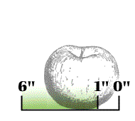 Fruit large, usually 1" or more in diameter