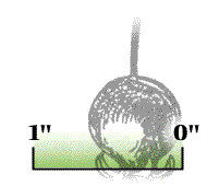 Fruit smaller, less than 1" in diameter