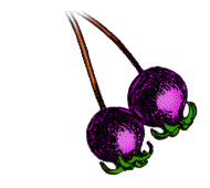 Fruit purplish, ripen in June or July